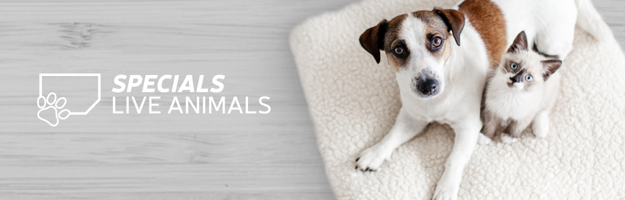 Live Animals Live Animals