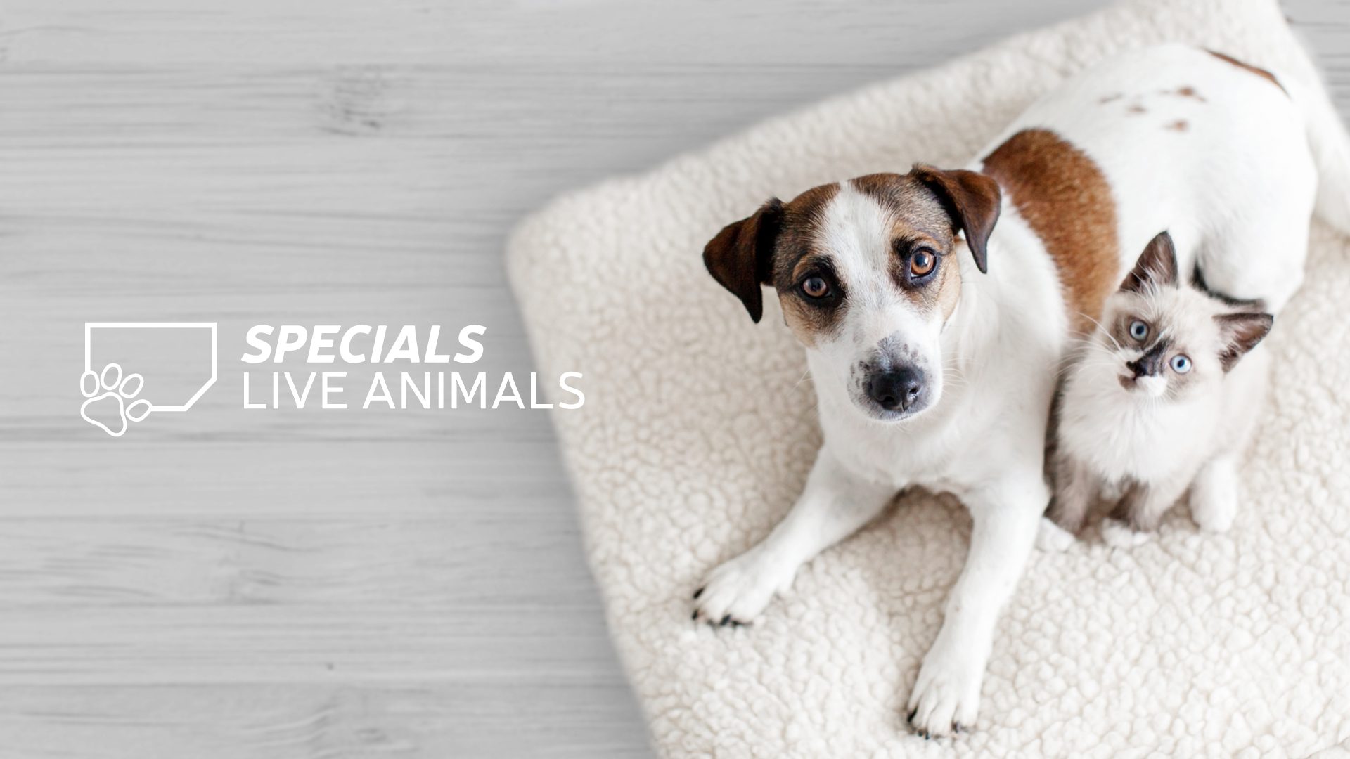 live-animal-lot-cargo