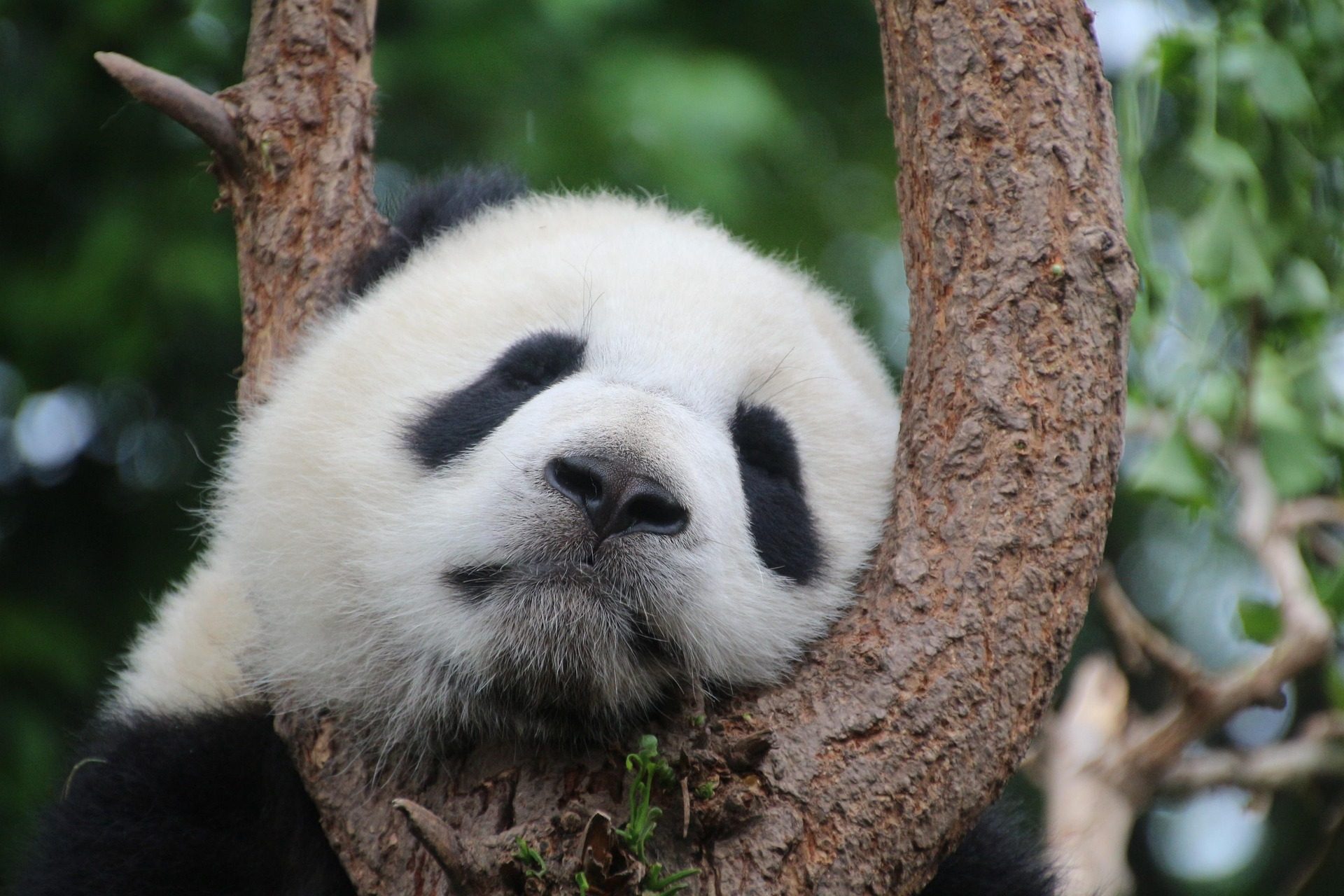 Panda wielka na drzewie