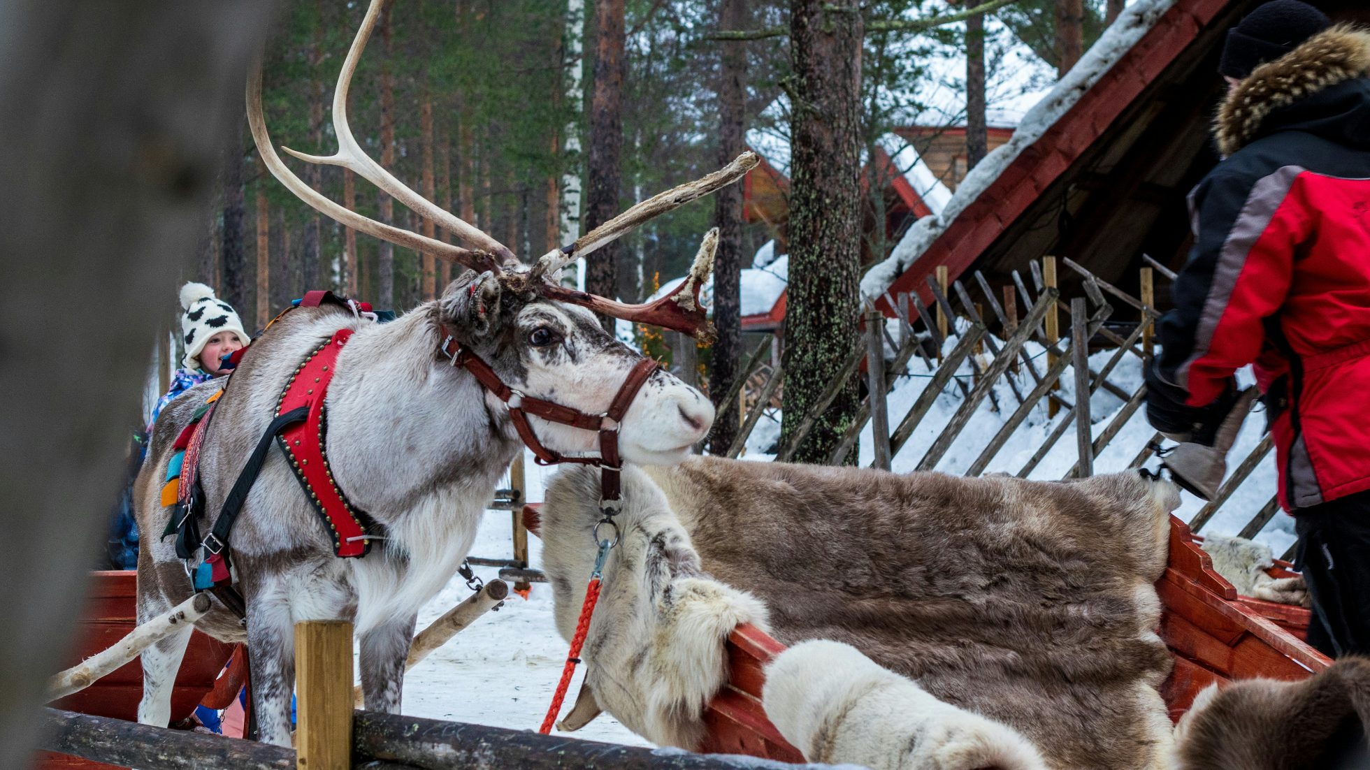 Reindeer in Rovaniemi, pulled by Santa's sleigh.