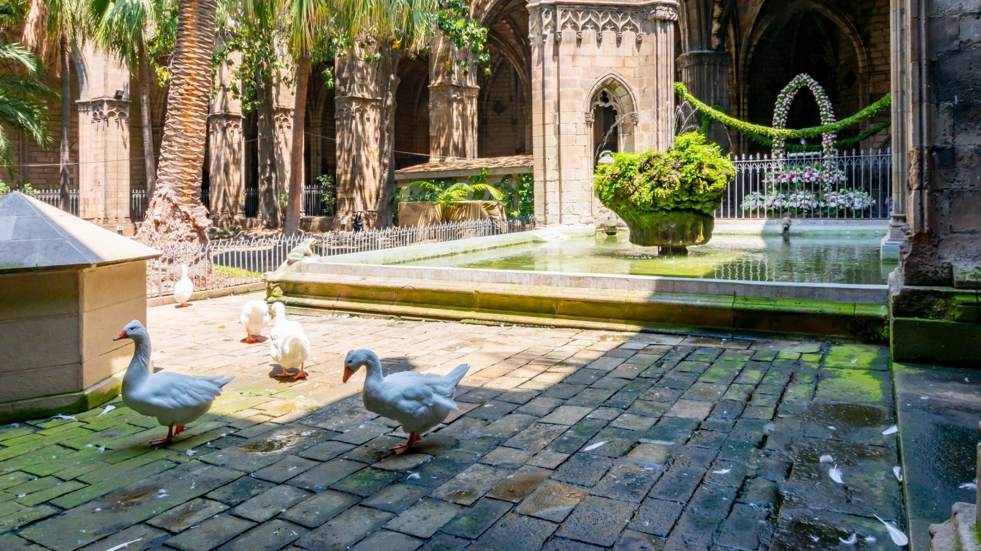 Białe gęsi w Katedrze św. Eulalii