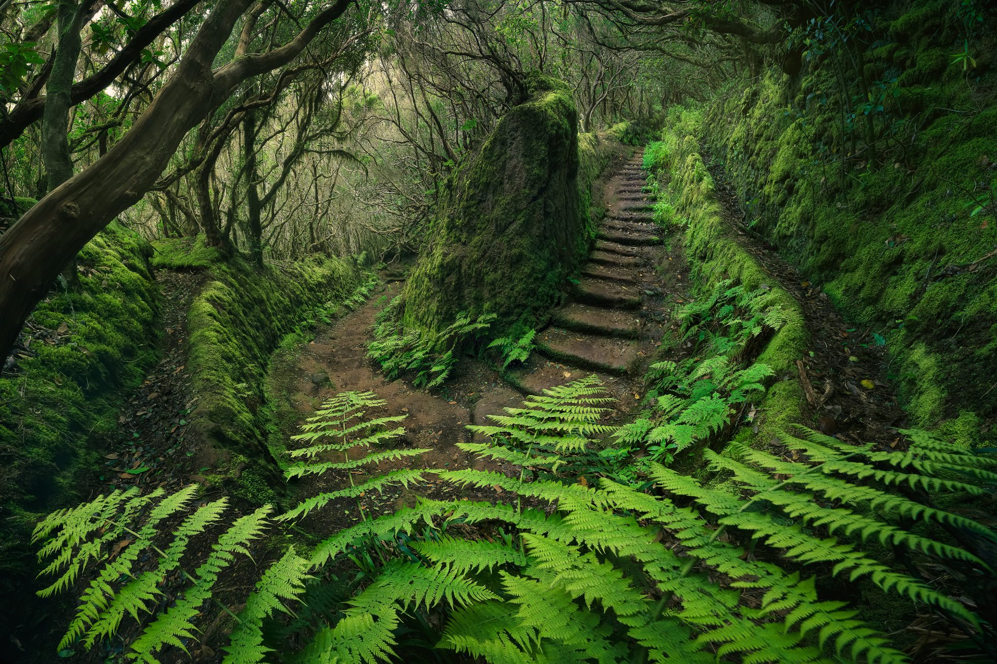 Górzysty teren z bujną roślinnością w Anaga National Park na Wyspach Kanaryjskich.