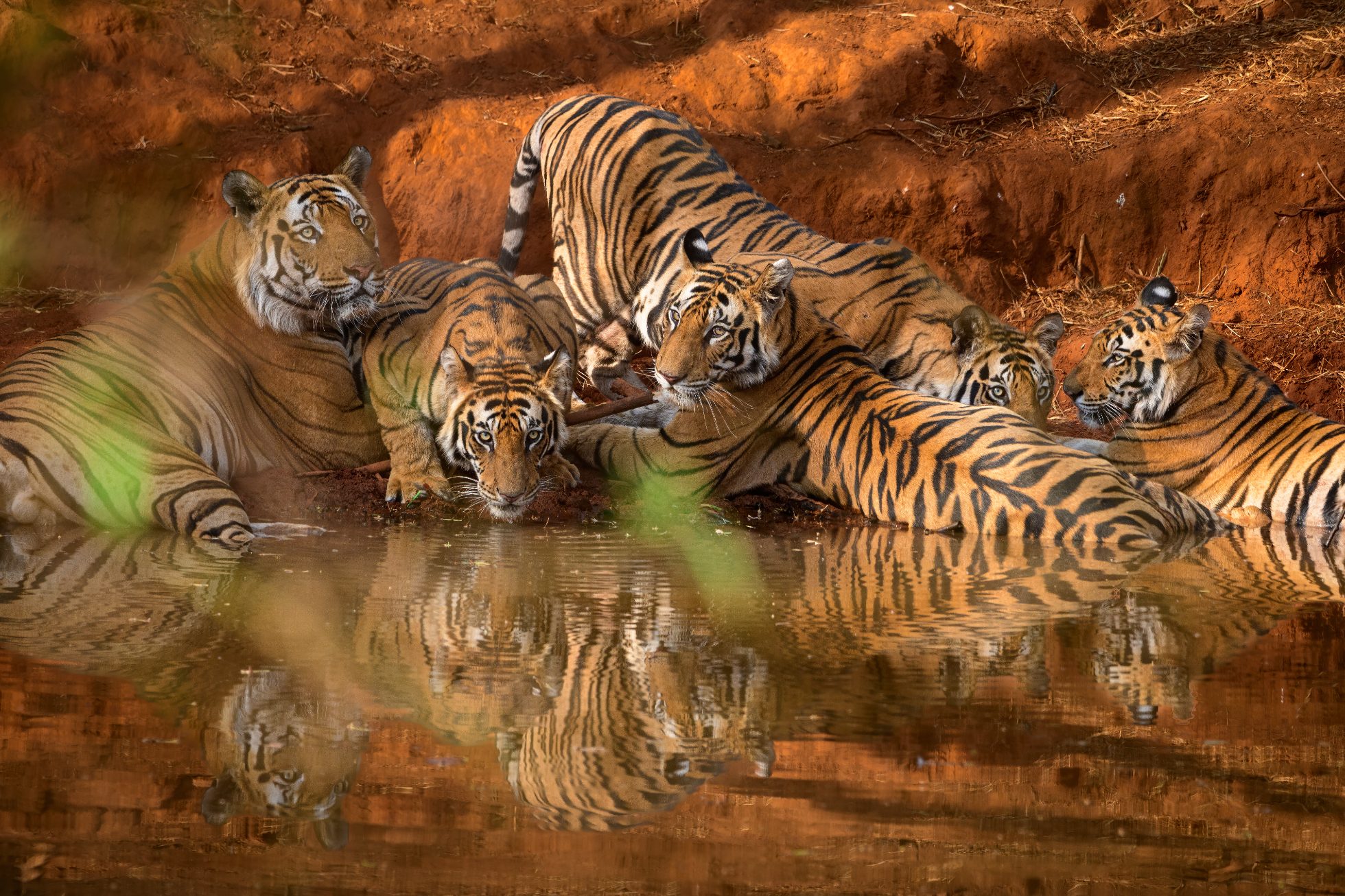 Tygrysy w Bandhavgarh. Zdjęcie przedstawia dwa tygrysy spoczywające na trawie w Bandhavgarh. Jeden z tygrysów patrzy w kamerę.