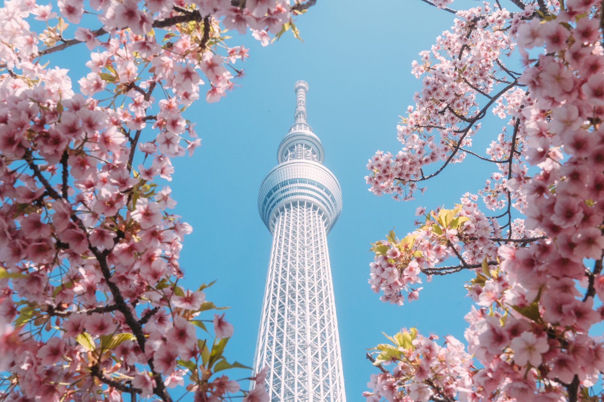 Wysoka wieża widokowa Tokyo Tower otoczona kwitnącymi kwiatami wiśni w bezchmurny dzień