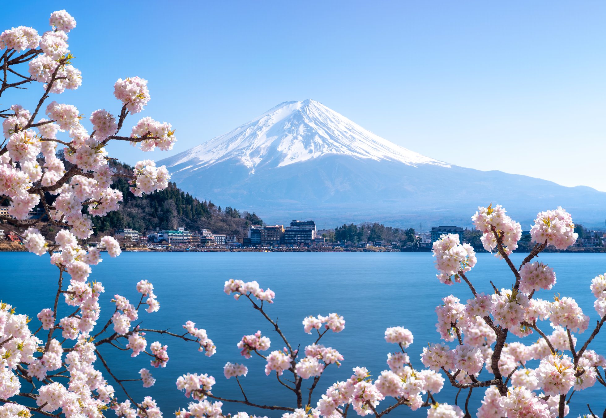 Góra Fuji i kwitnące wiśnie nad jeziorem Kawaguchi