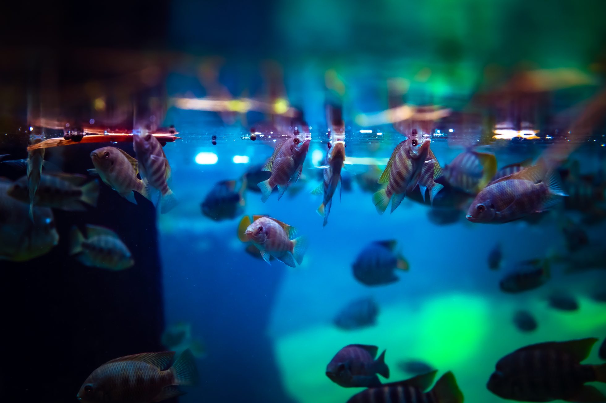 Afrykarium w Zoo we Wrocławiu