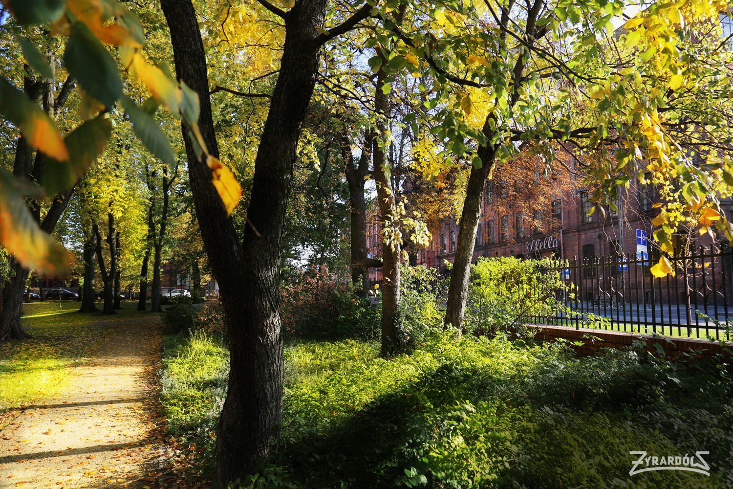 Park Dittricha w Żyrardowie. Zielona przestrzeń z drzewami, trawnikami i alejkami. W tle widoczne ławki i oświetlenie.