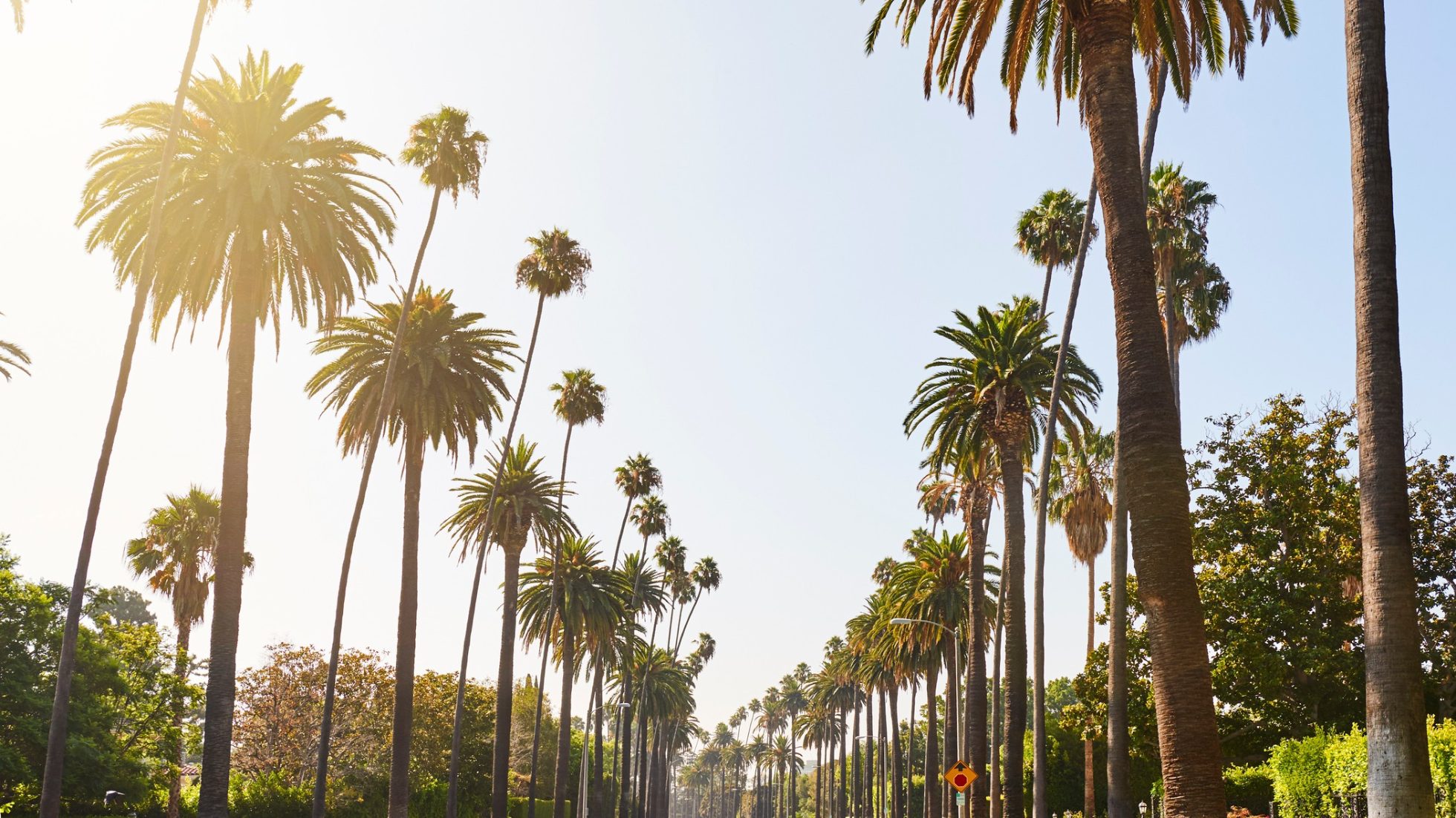 Palmy w Los Angeles
