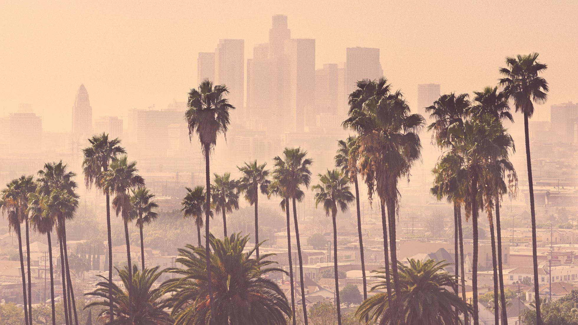 Palmy w Los Angeles