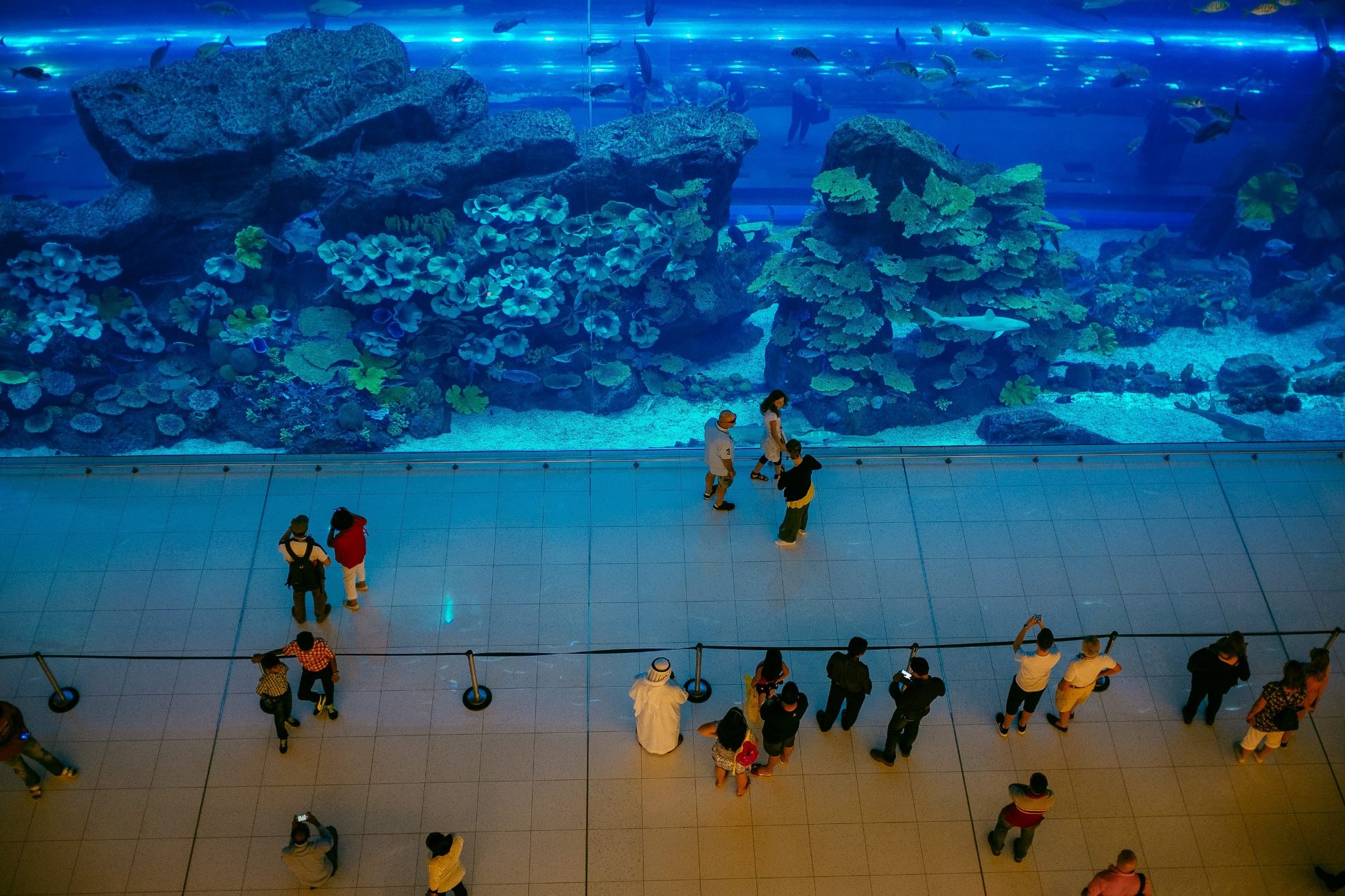 Big aquarium in Dubai Mall, attractions in Dubai