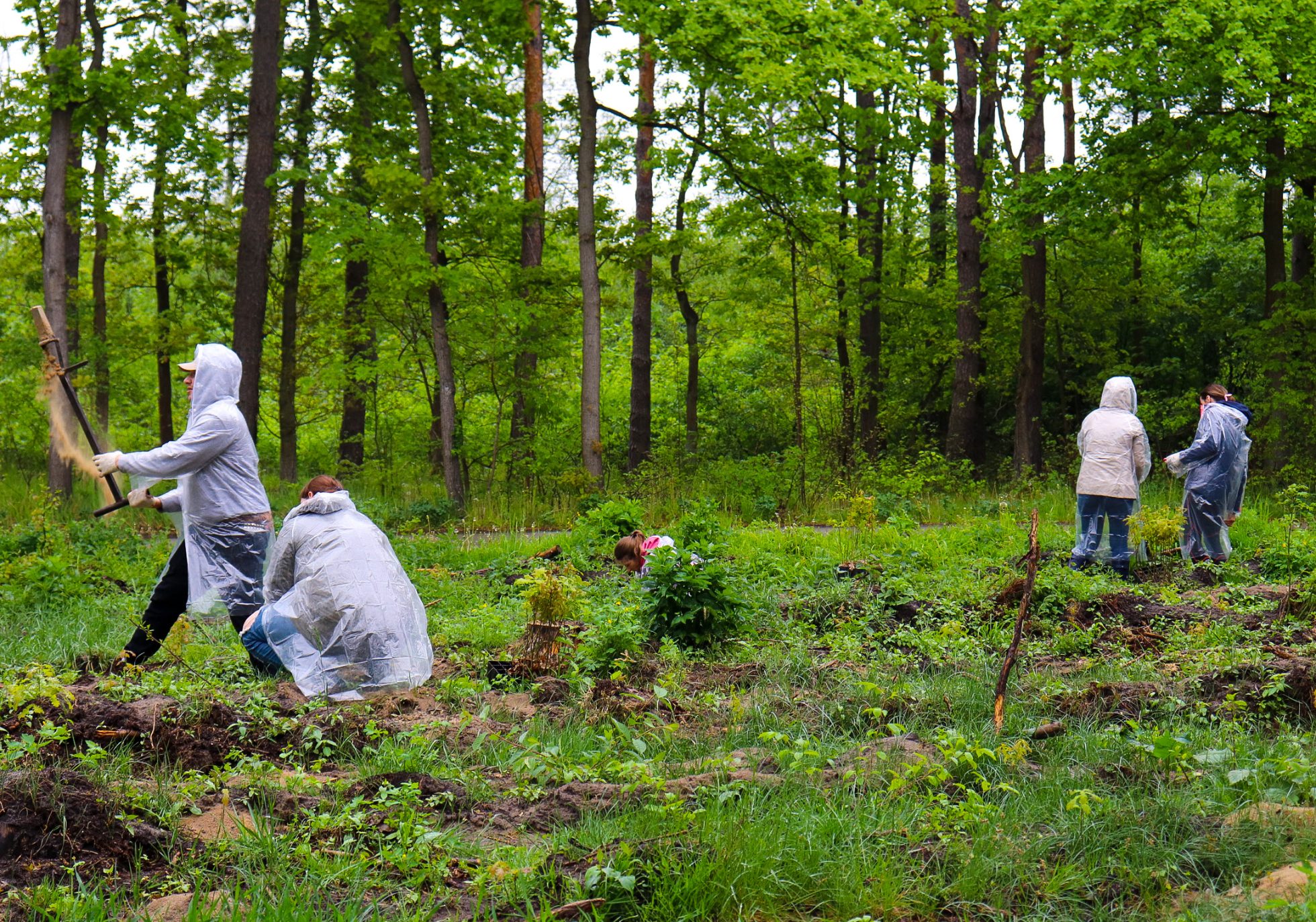 People planting trees in a forest.