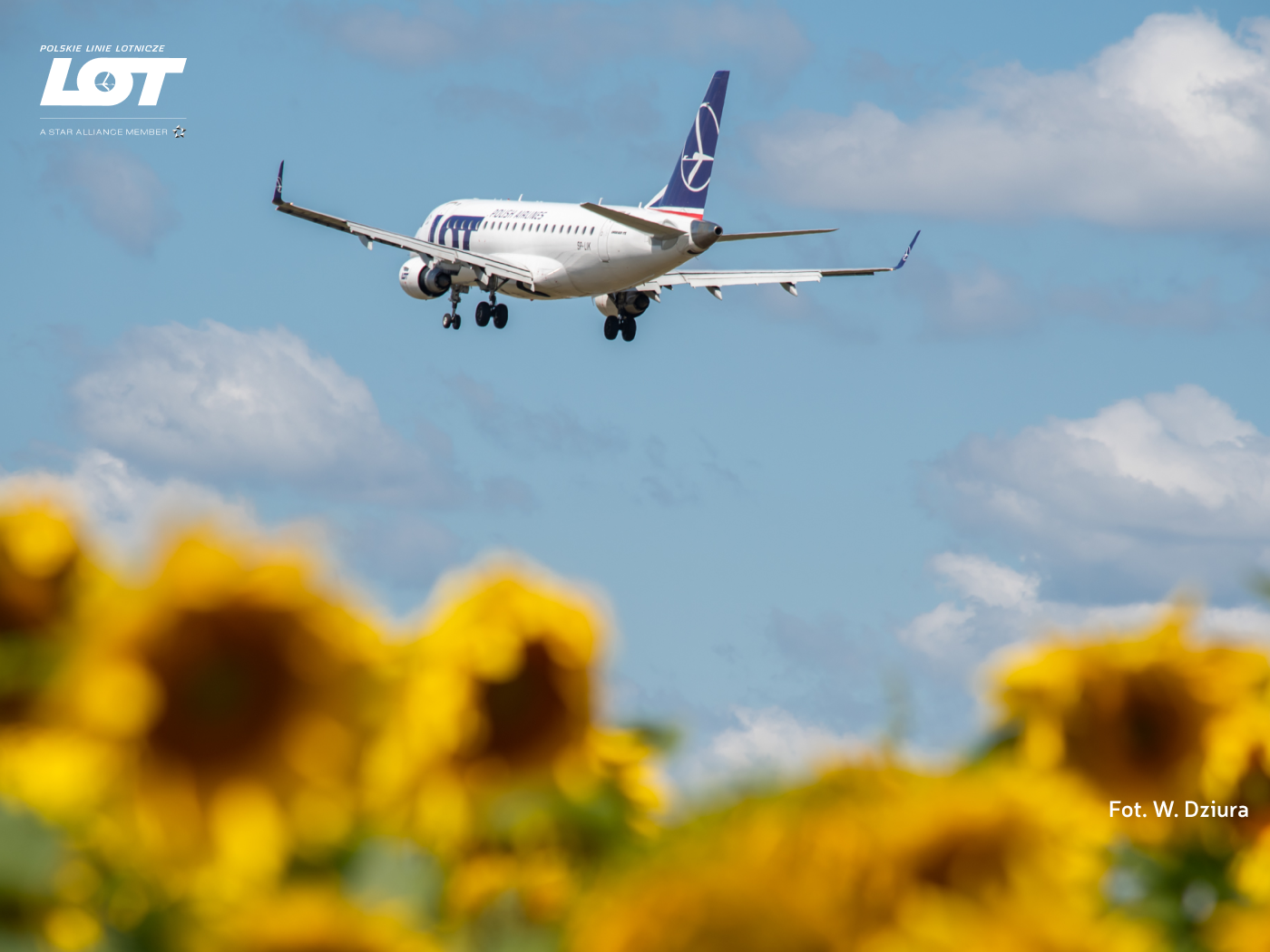 A plane floating in the sky with sunflowers in the background
