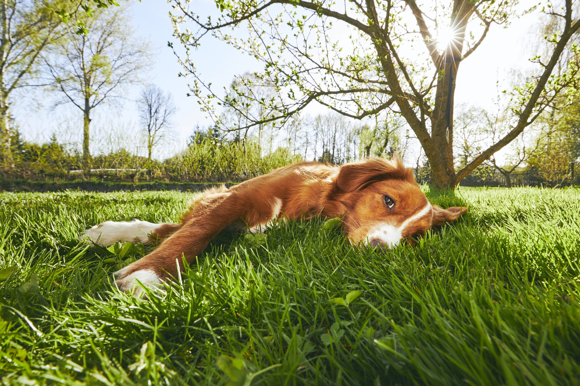Frühling im Garten. Ein Hund ruht sich bei Sonnenuntergang unter einem Baum im Garten aus.