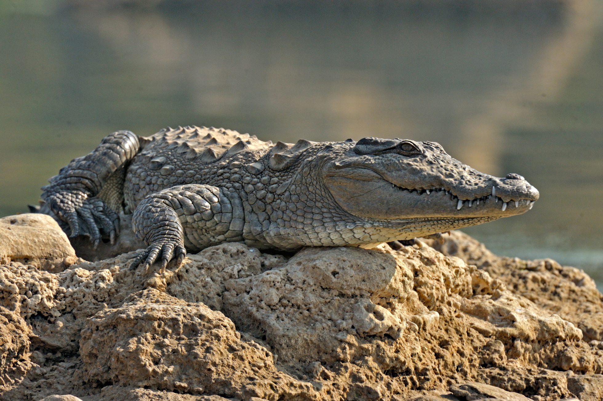 Krokodyl