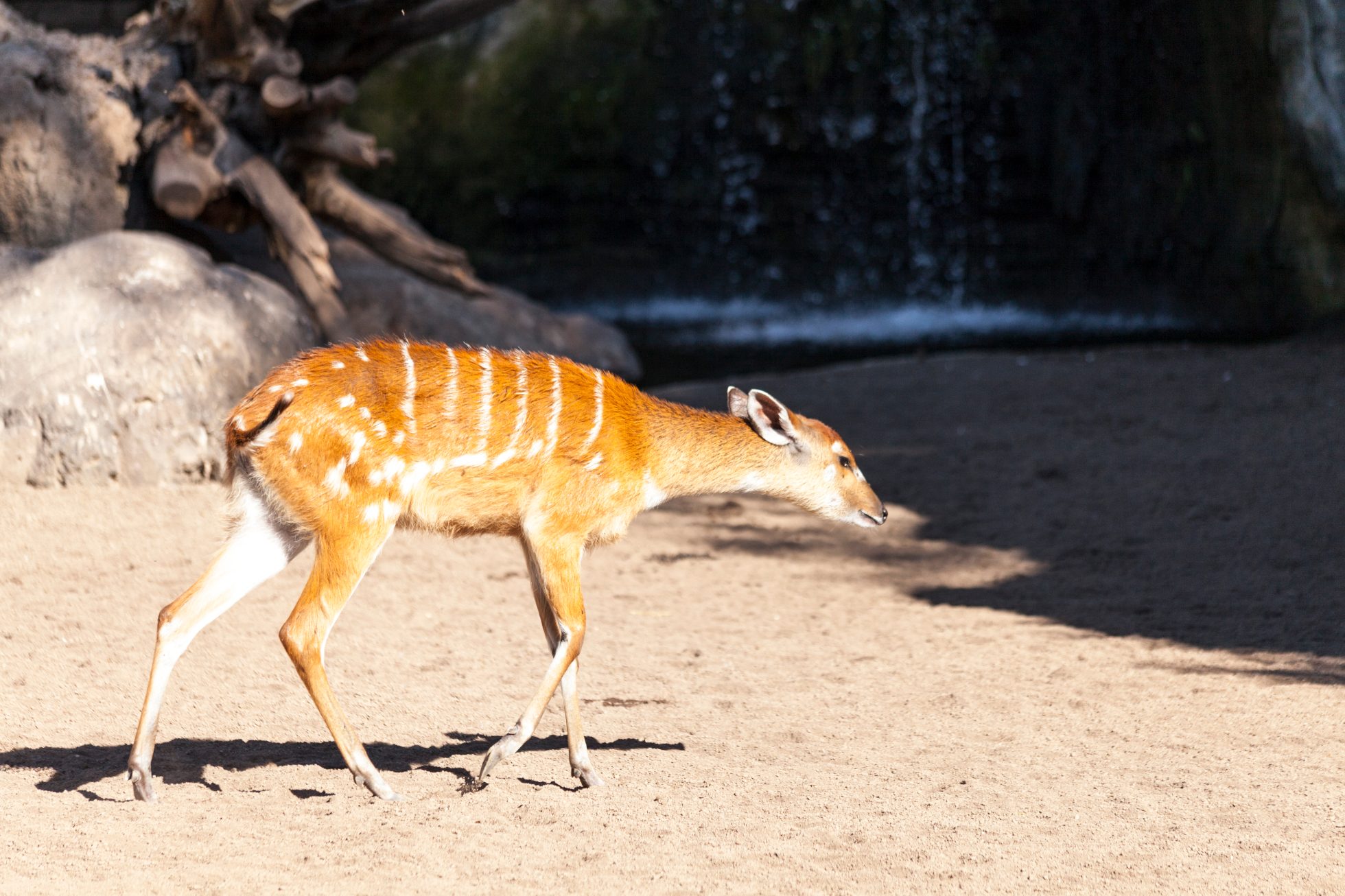 Antylopa sitatunga w Bioparku