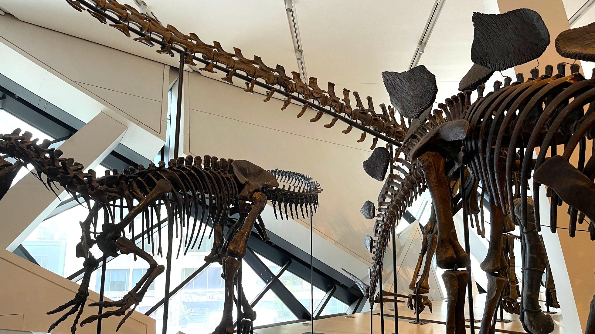 Muzeum w Toronto - wystawa szkieletów dinozaurów