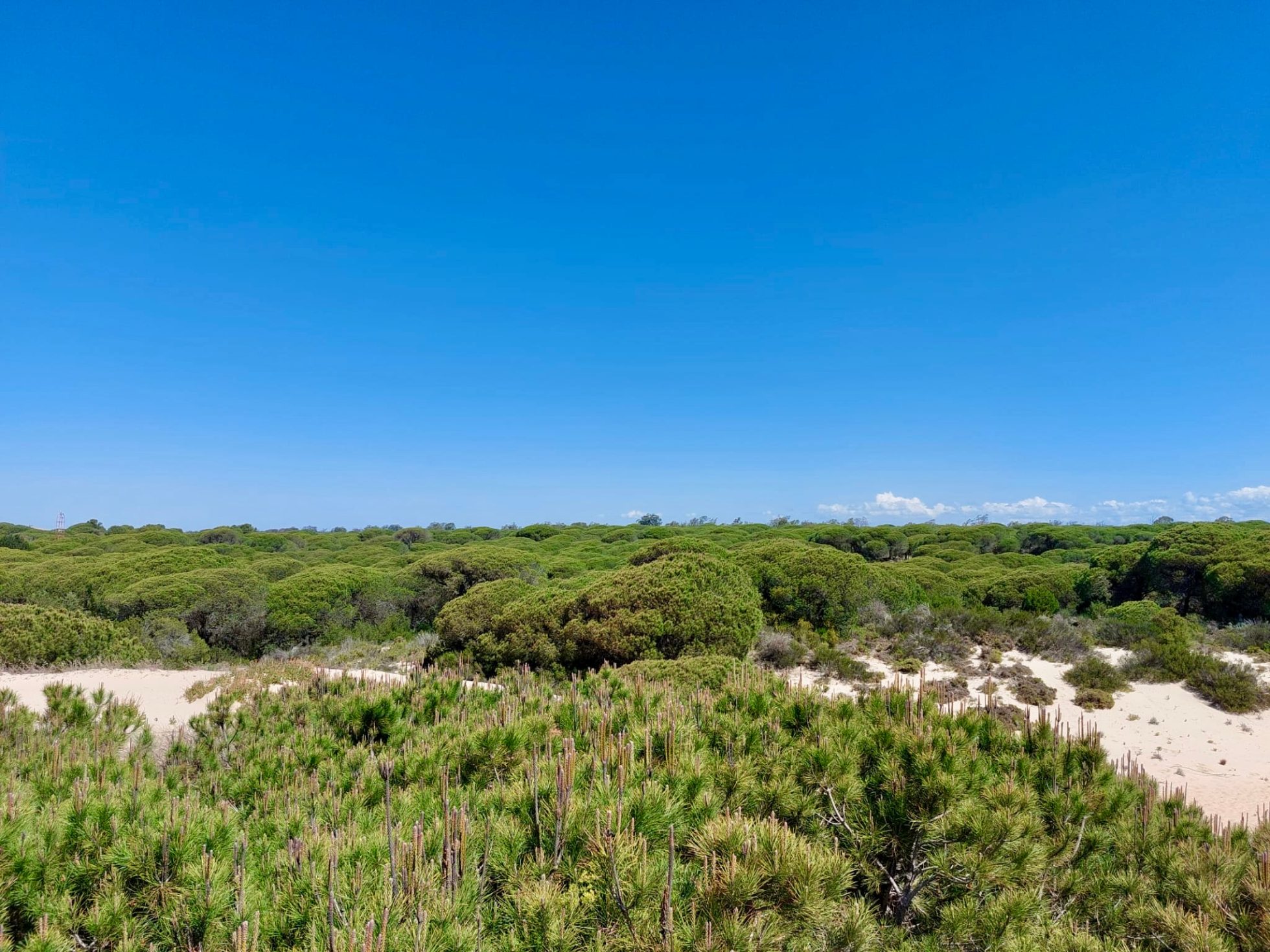 Park Narodowy Doñana