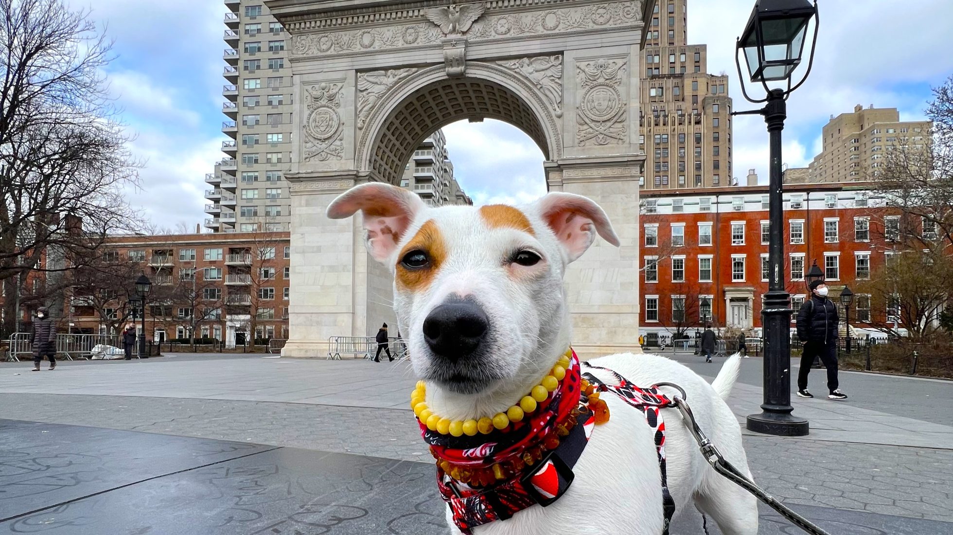 pies rasy jack russell terrier na tle Nowego Jorku