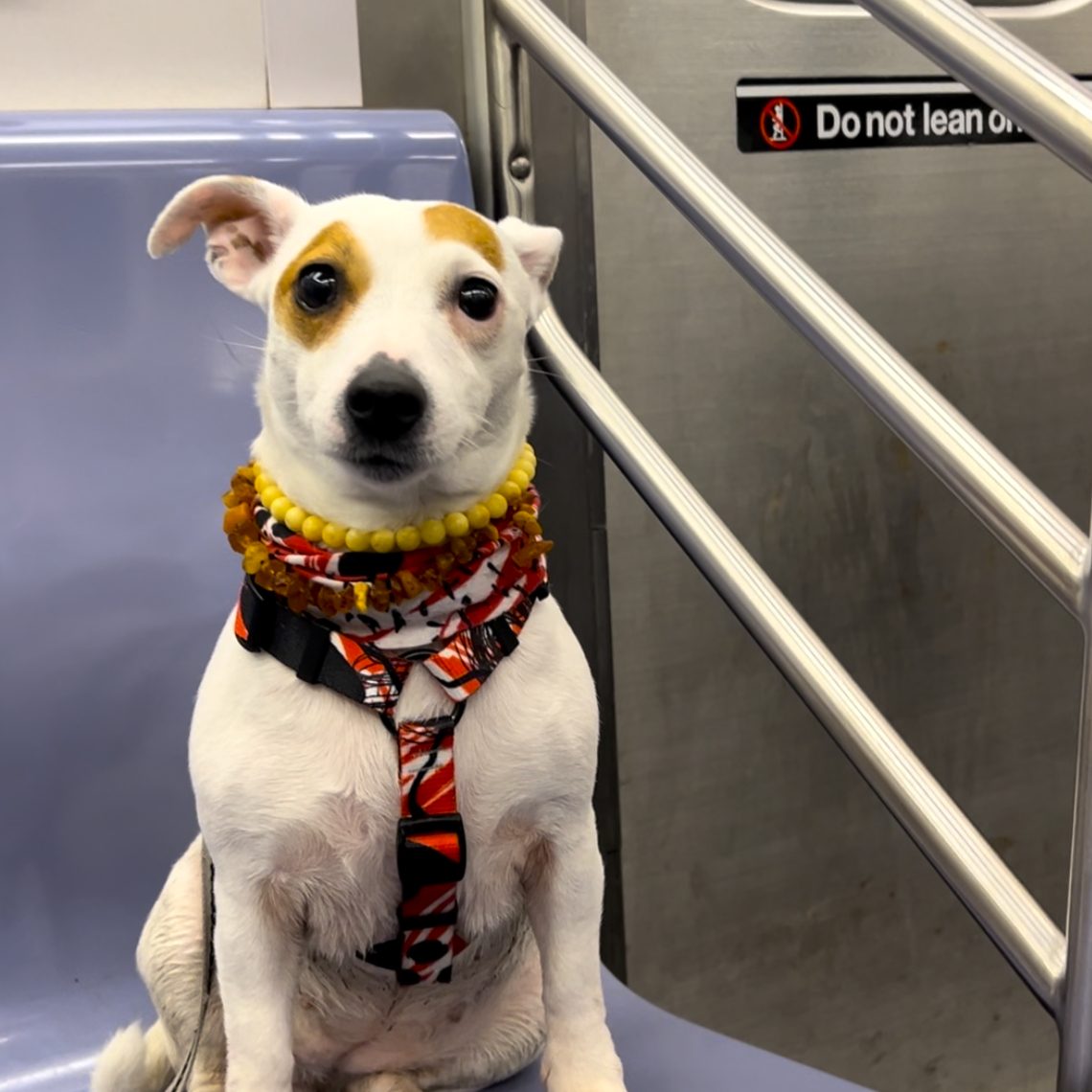 suczka rasy Jack Russel Terrier siedząca w nowojorskim metrze