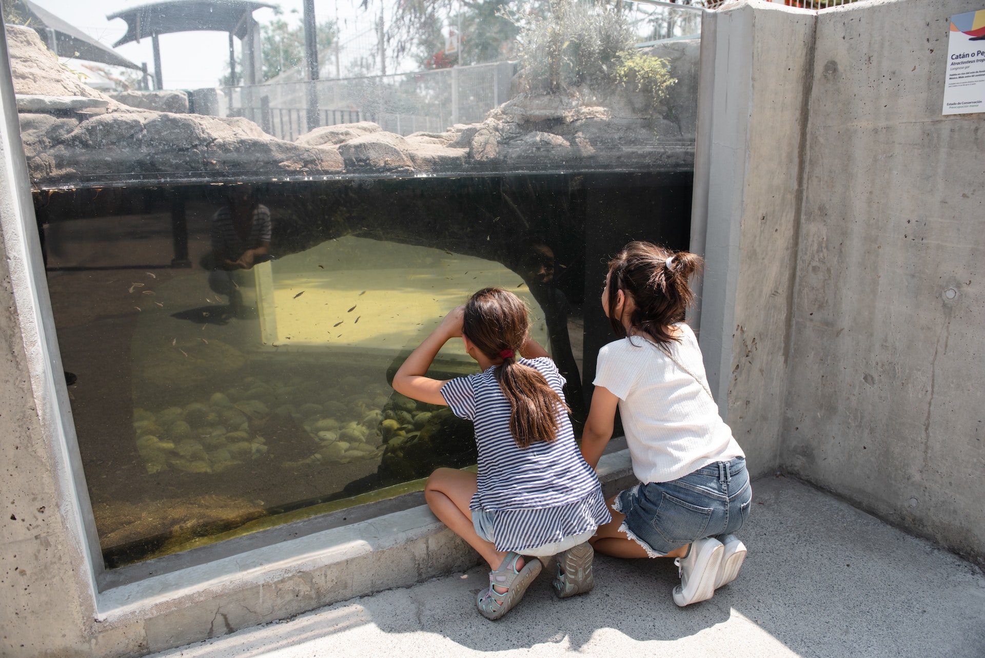 Dzieci oglądające zwierzęta w zoo, Katowice dla dzieci