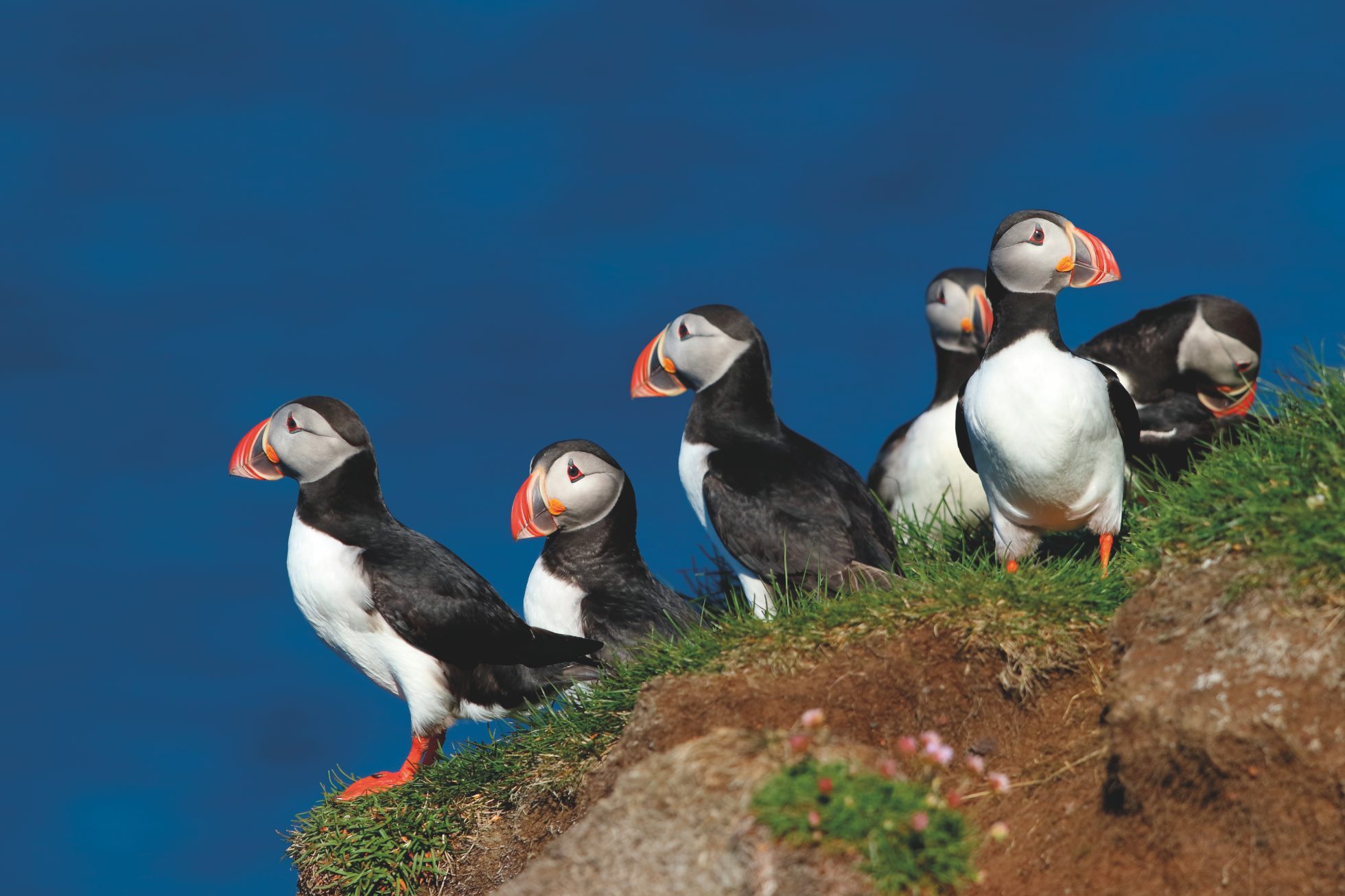 Grupa ptaków, maskonurów, na klifach Latrabjarg na Islandii z oceanem w tle