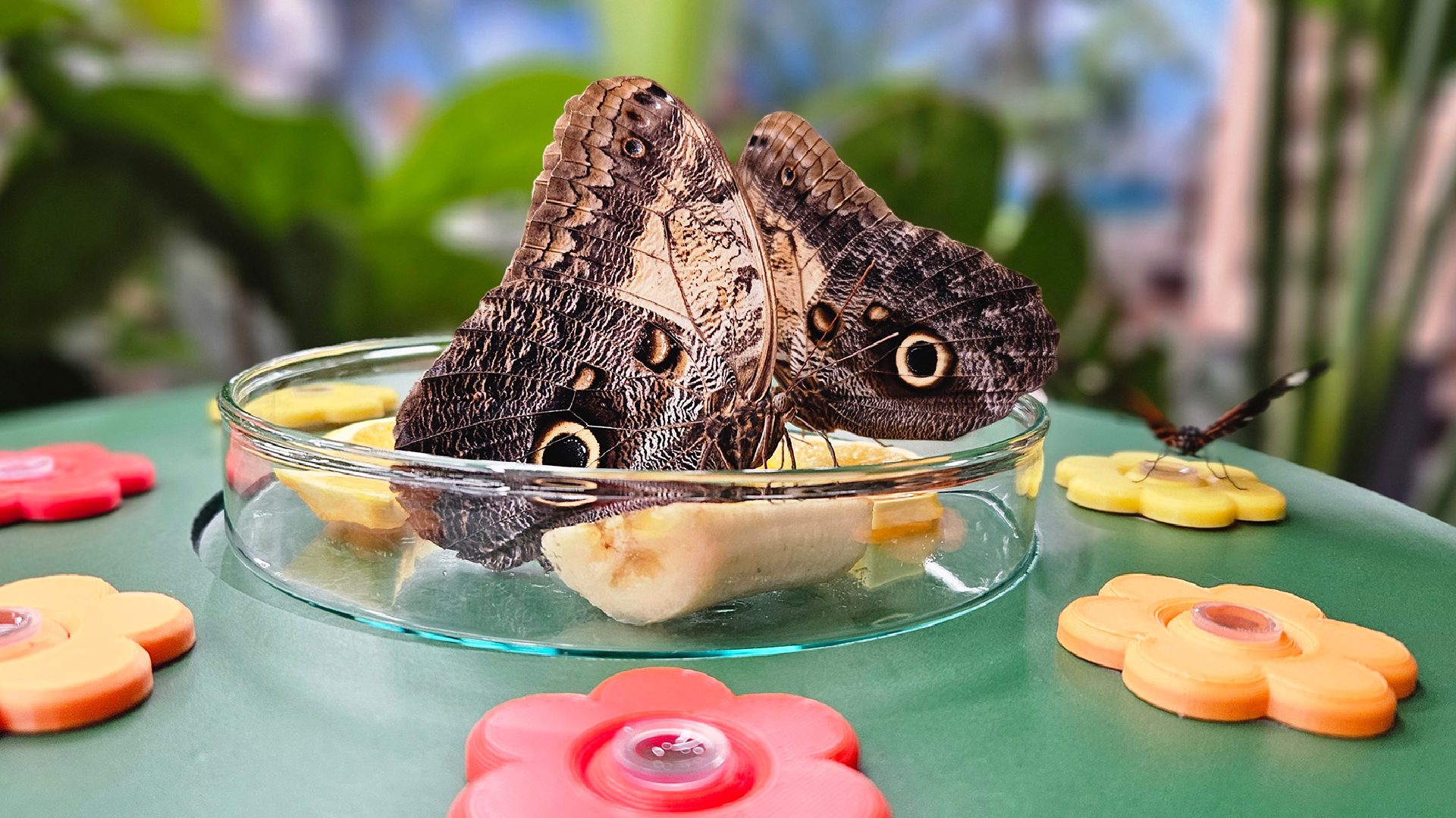 Butterflies on the fruit table