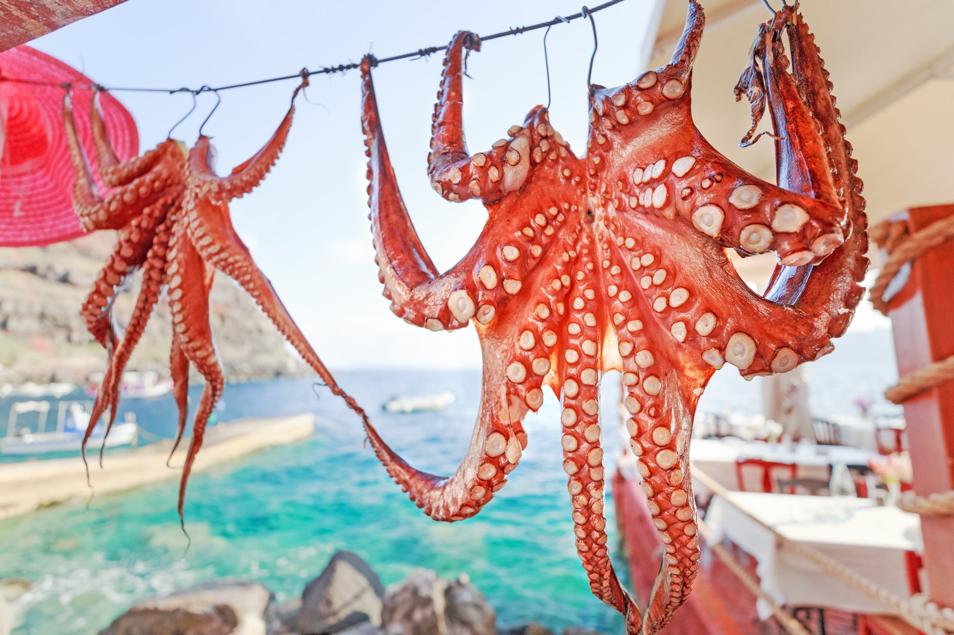 Mediterranean Octopus drying by restaurant on Greek Island, harbor of Oia on Santorini, Greece.