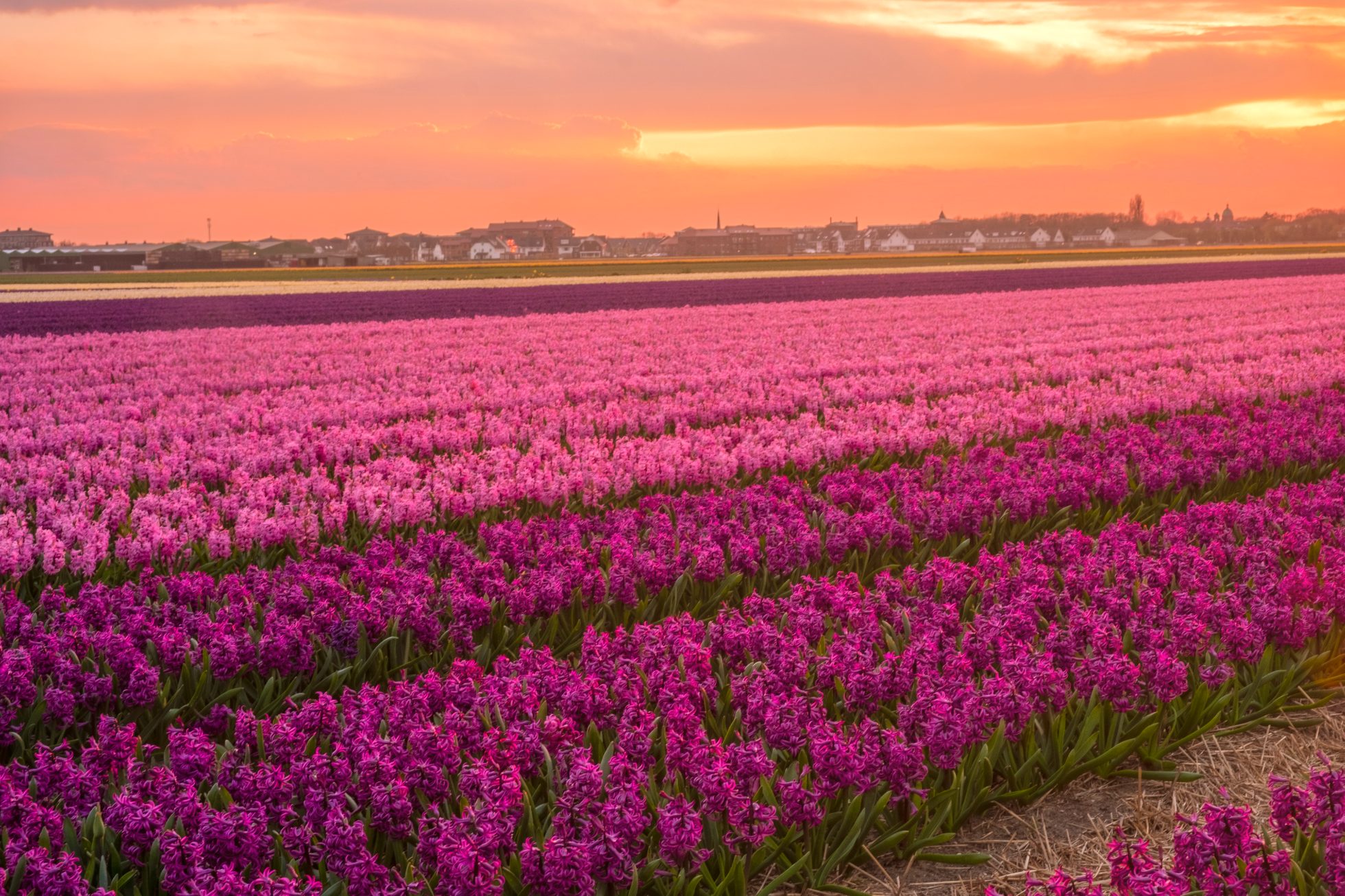 Field of pink flowers at sunset in the Netherlands, vacation in November